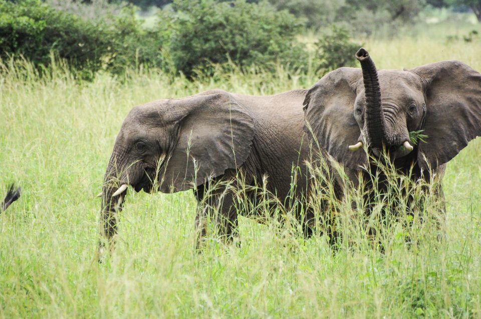 2 éléphants dans la savane