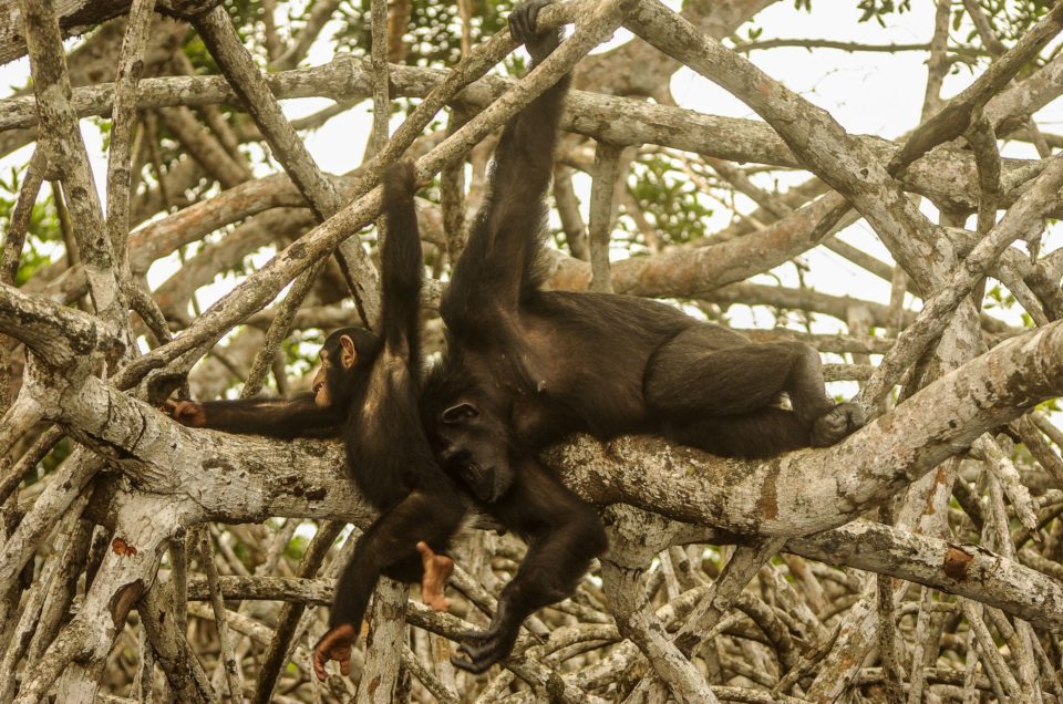 bébé et maman chimpanzés dans un arbre