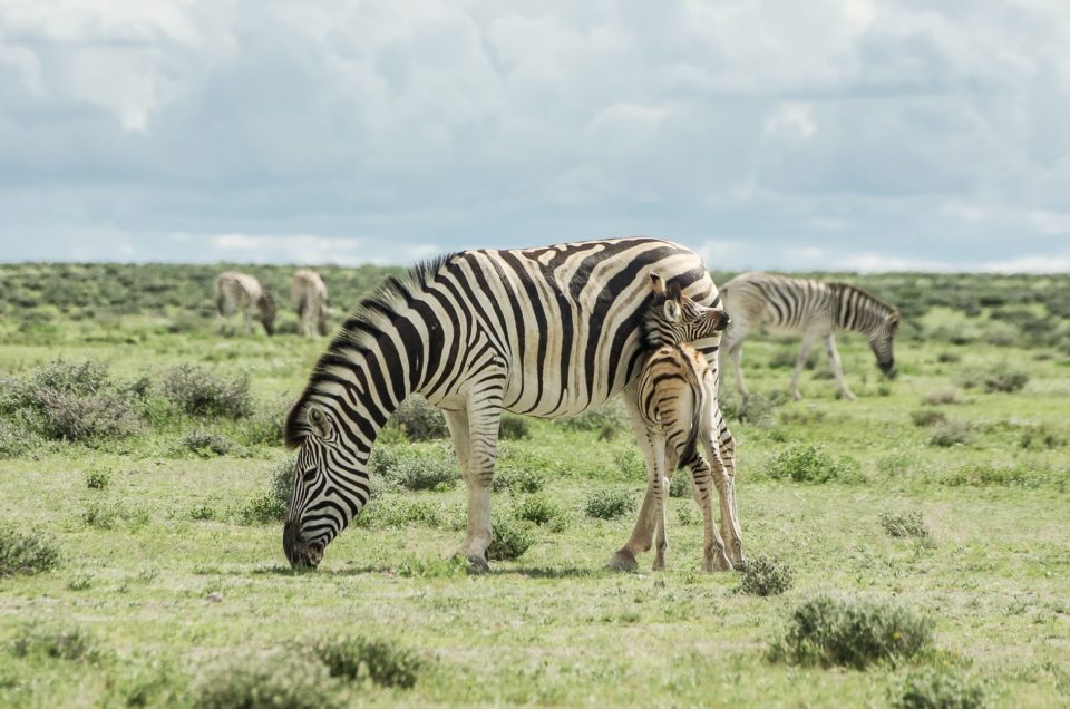 petit zèbre et zèbres adultes en Namibie