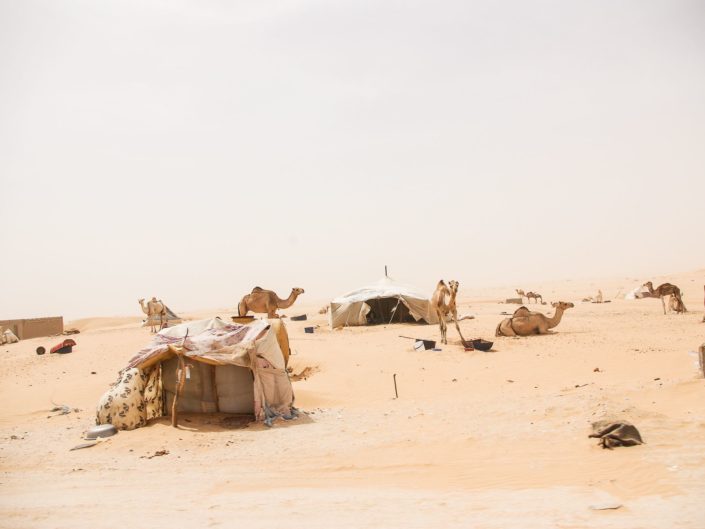 habitats nomades et dromadaires dans le désert