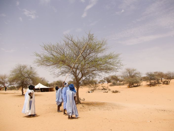 touaregs qui récoltent de la gomme arabique d'un acacia