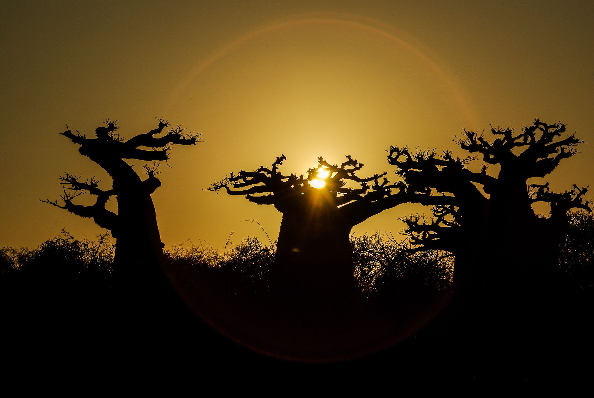 3 baobabs au coucher de soleil à Madagascar