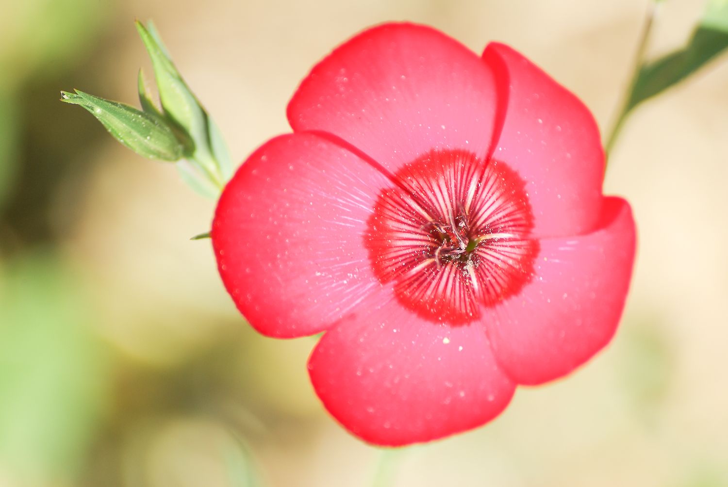 Photographie d'une fleur en macrographie