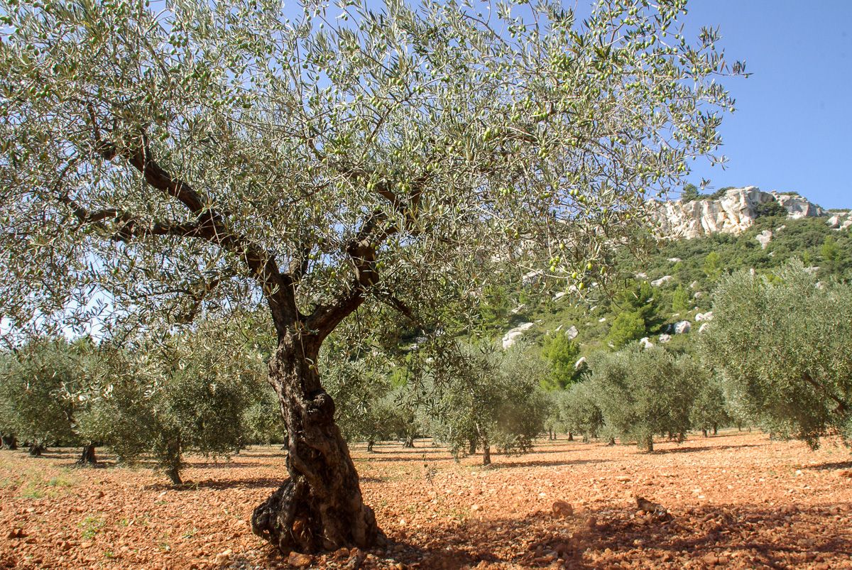 Olivier dans les Alpilles