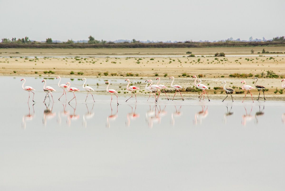 Flamants roses dans les marais de camargue