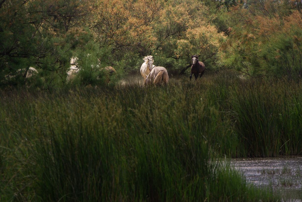 Chevaux sauvages de Camargue en pleine liberté