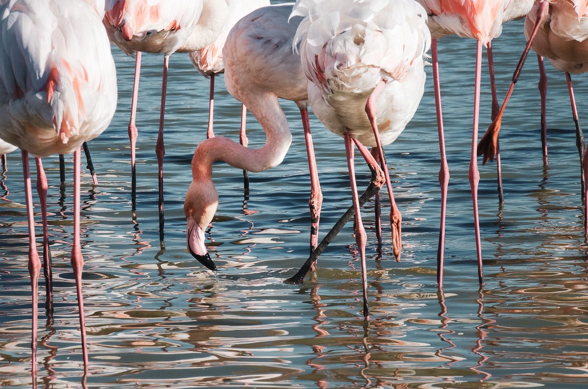 Flamants roses en gros plan au Parc de la Crau en Camargue à Saintes marie de la mer