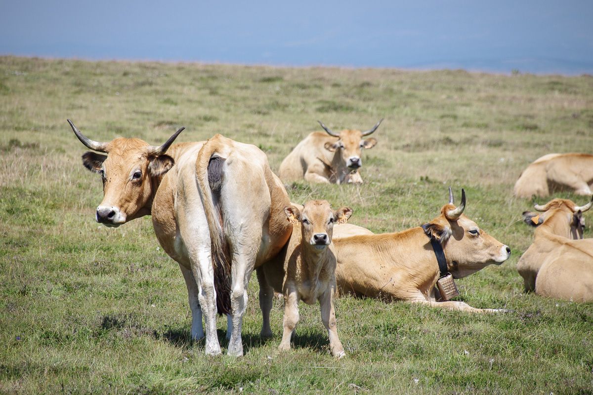 Vaches au Mont Aigoual dans les Cévennes