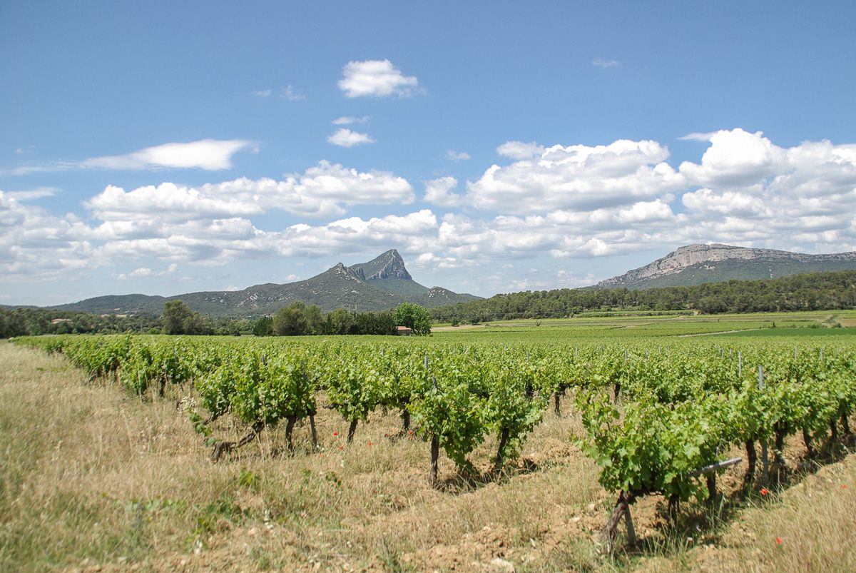 Vignes du Pic Saint Loup à l'Est de l'Herault