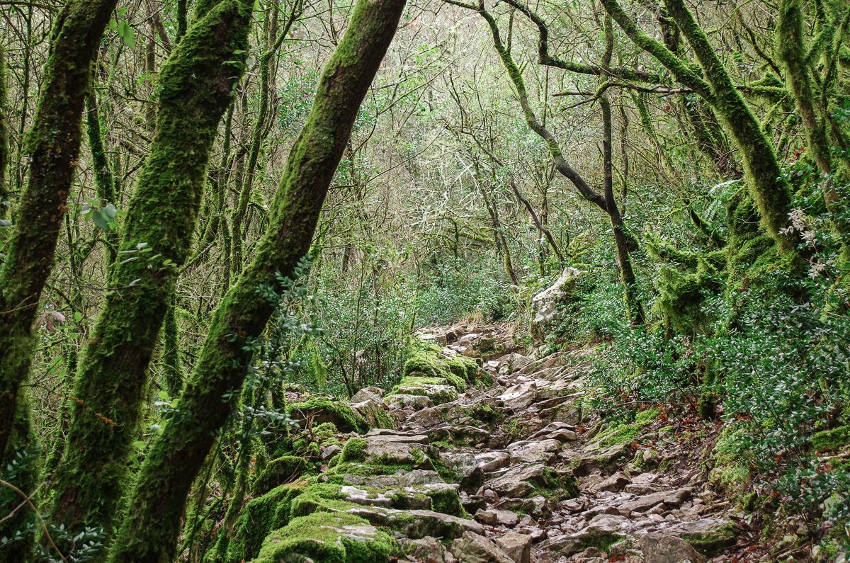 Sentier de randonnée dans la Vallée de l'Hérault