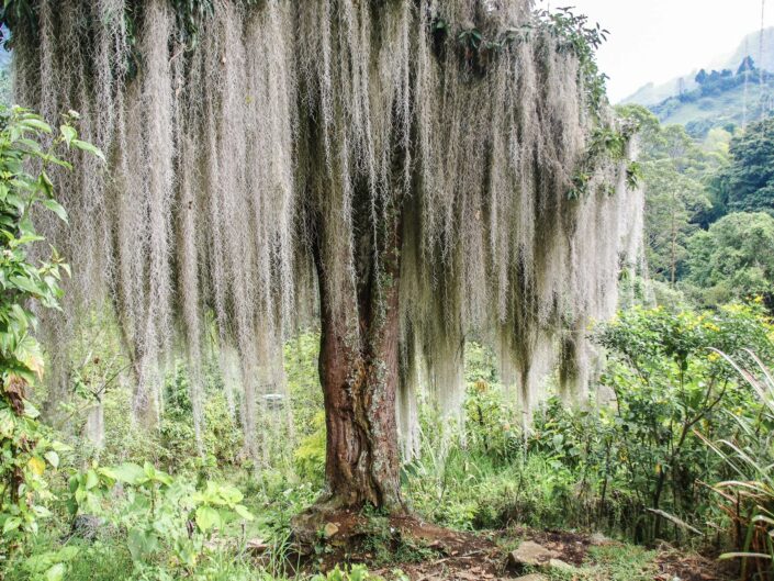 plantes épiphytes blanches sur un arbre