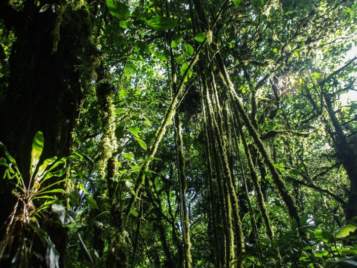 Arbre recouvert de lianes et de mousses Costa rica