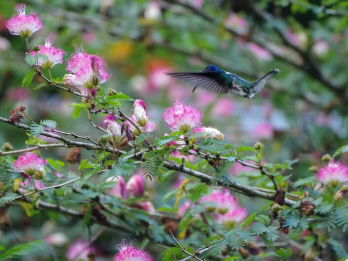 Colibri en vol stationnaire dans la réserve Curi Cancha au Costa Rica