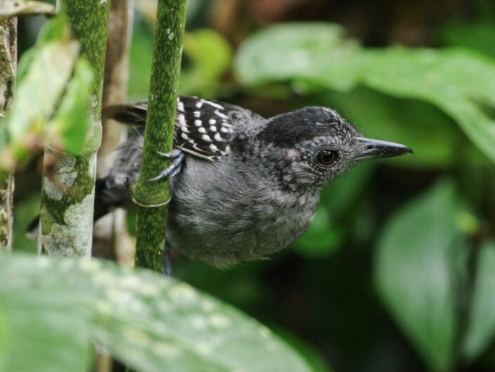 Petit oiseau tropicale gris