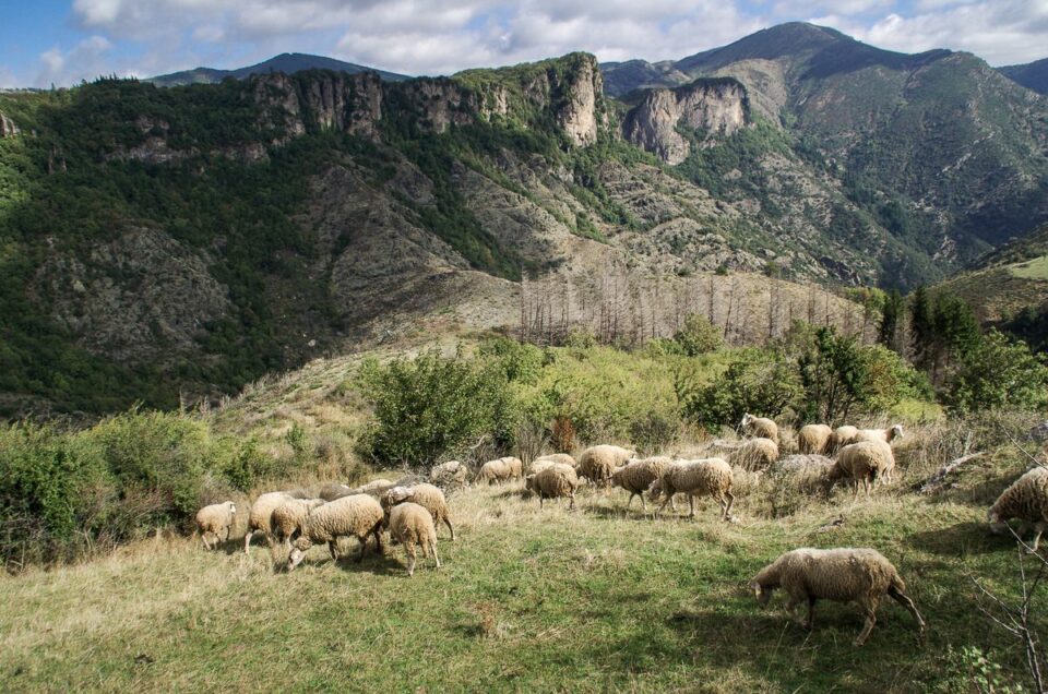 Voyage-Haut-Languedoc-2