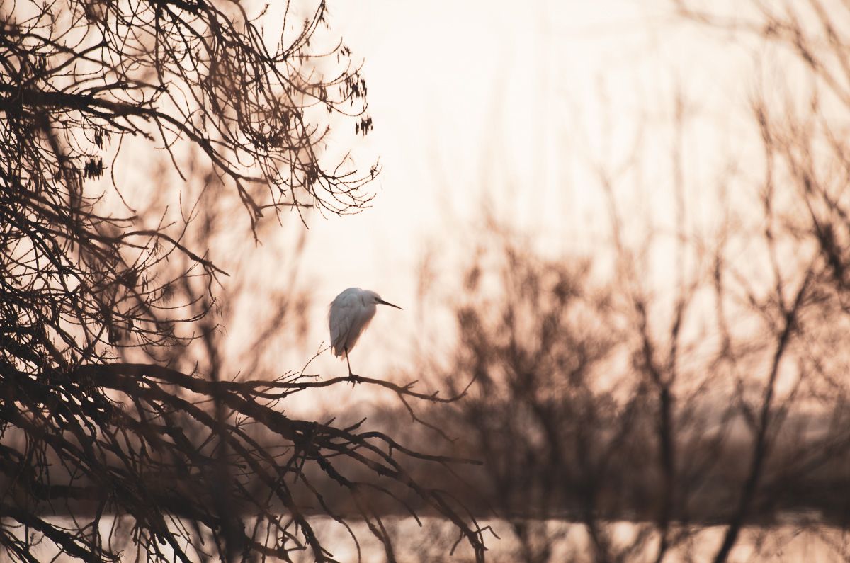 oiseau en Camargue