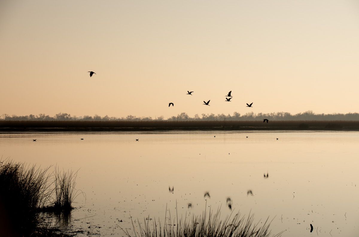 vol d'oiseau à La Tour Carbonière au lever de soleil en Petite Camargue