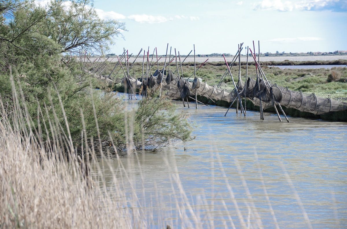 Filets de pêche sur l'étang de l'Or