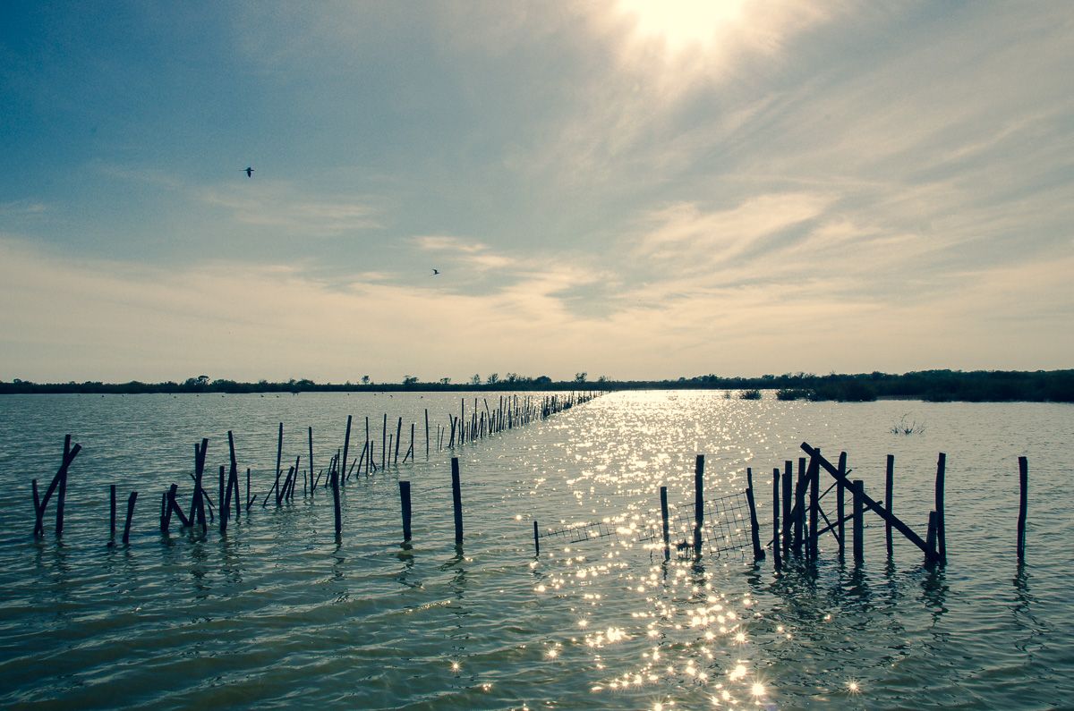 Etang de l'Or