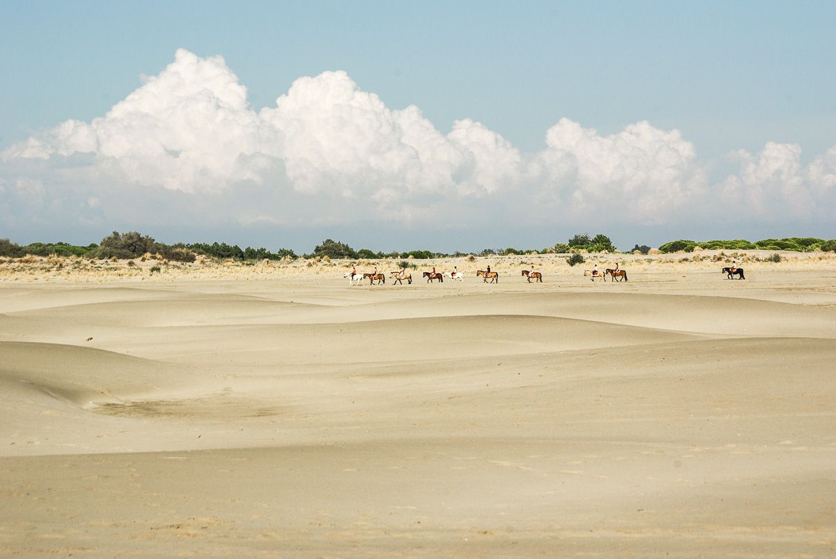 Chevaux de Camargue dans les dunes de l'Espiguette