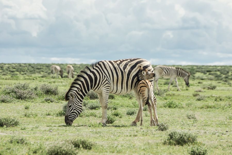 8. Traversée d'Afrique