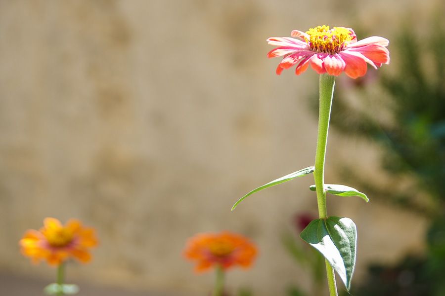 Fleur en macro Marguerite rose