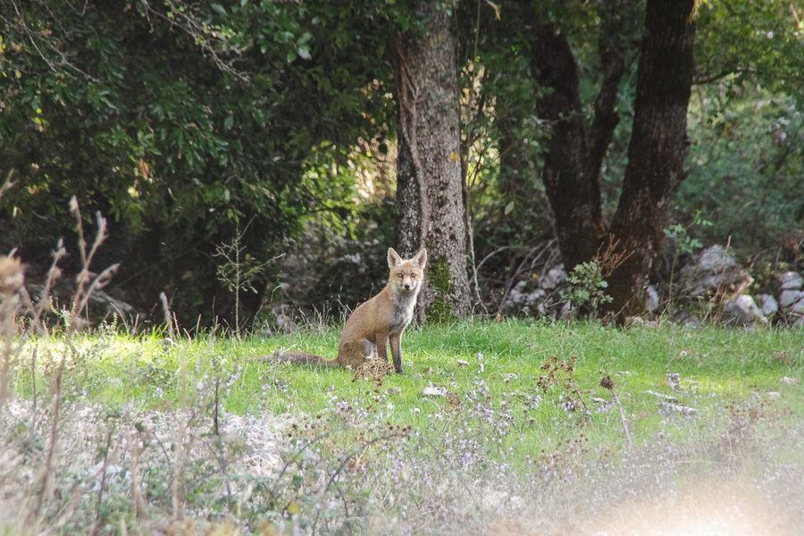 Renard nous observant sur les routes du parc de Madonie en Sicile