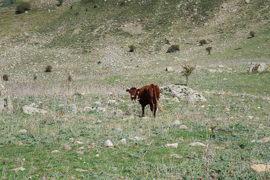 Vache nous observant dans les pâturages de la Madonie en Sicile