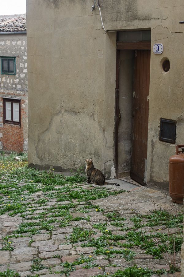 Chat dans une ruelle de Petralia Soprana