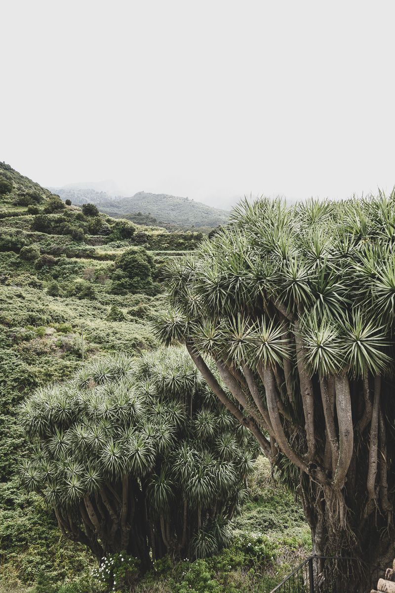 TOP3 La Palma_Nature Dragonnier-1