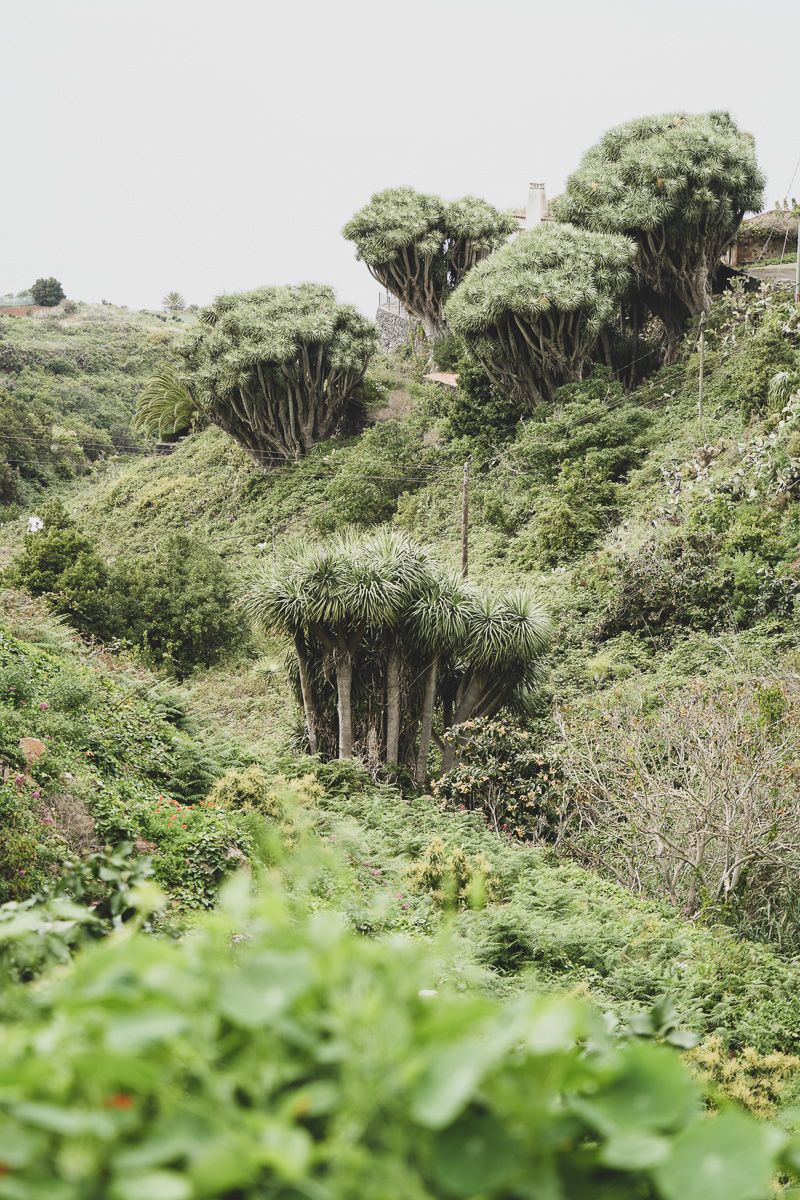 TOP3 La Palma_Nature Dragonnier-4