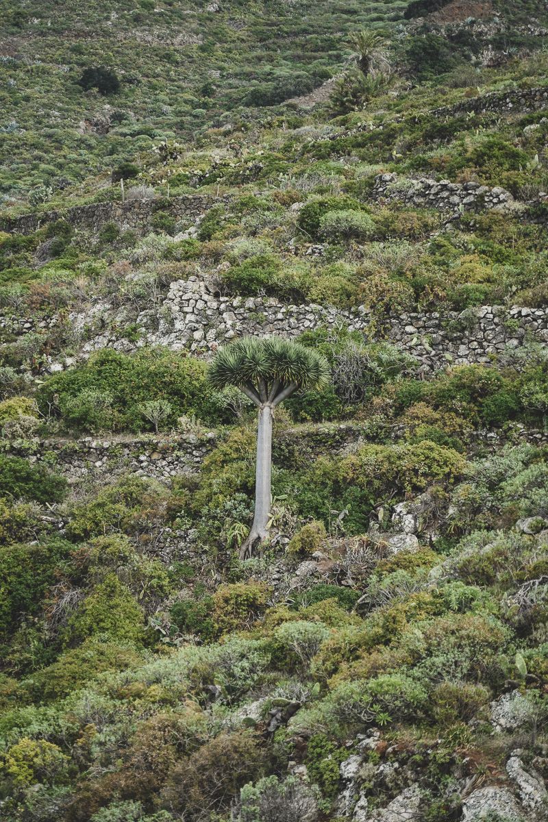 TOP3 La Palma_Nature Dragonnier-5