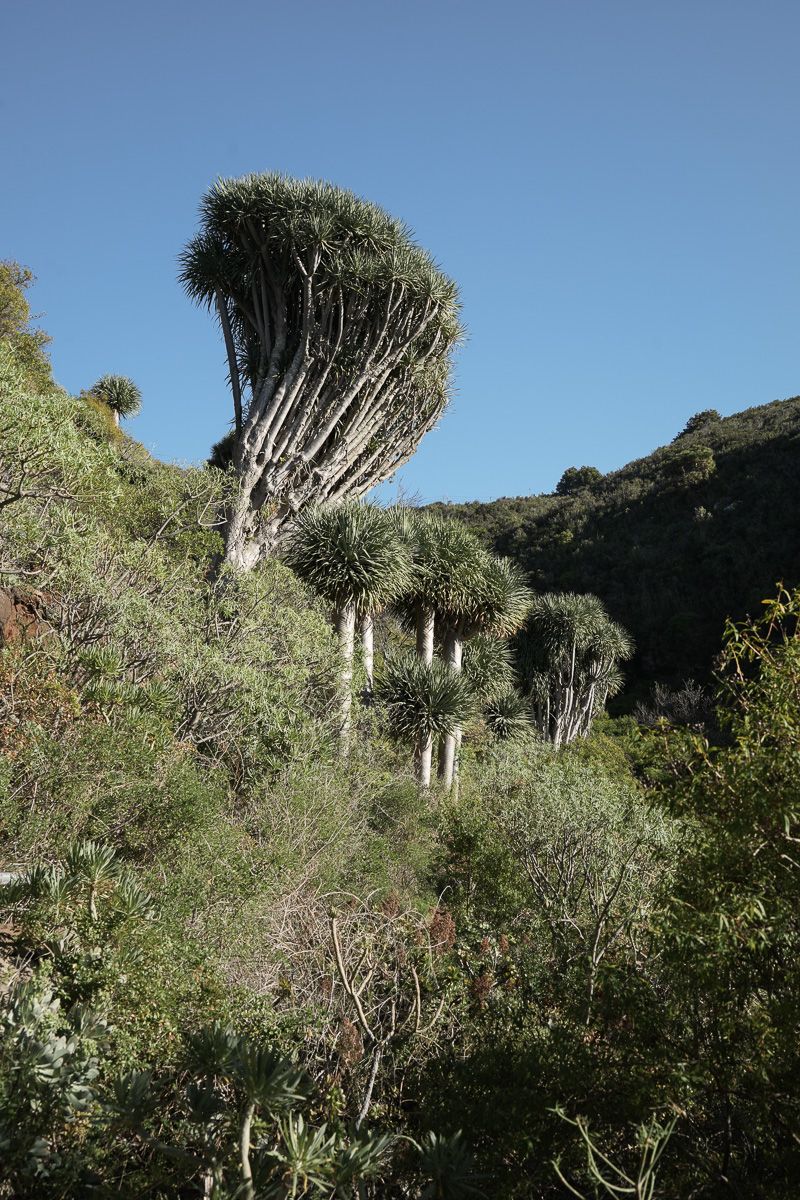 TOP3 La Palma_Nature Dragonnier-6