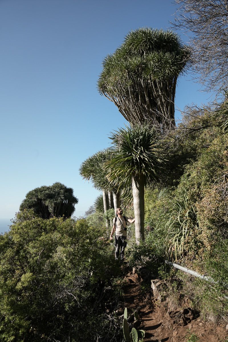 TOP3 La Palma_Nature Dragonnier-7