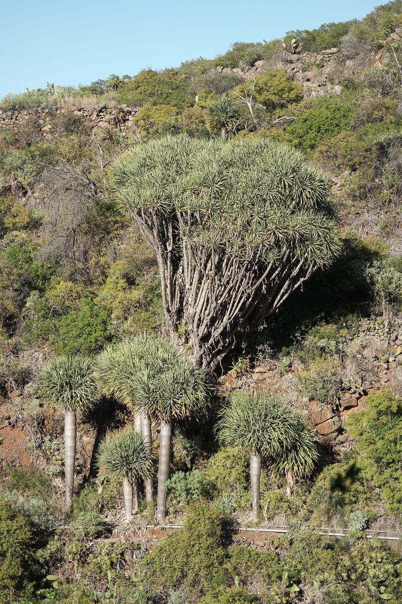 TOP3 La Palma_Nature Dragonnier-8